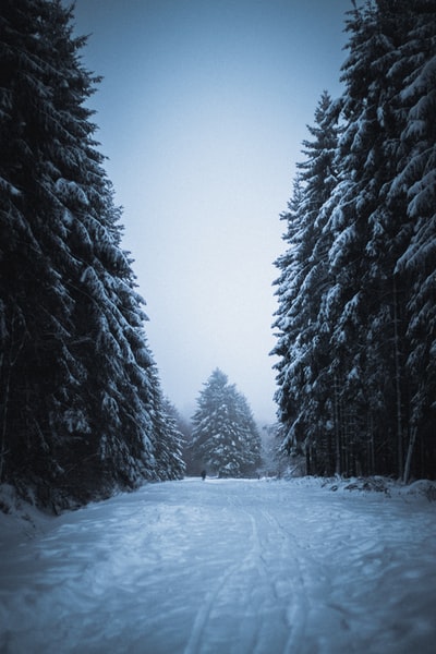 冰雪覆盖的松树在白天
